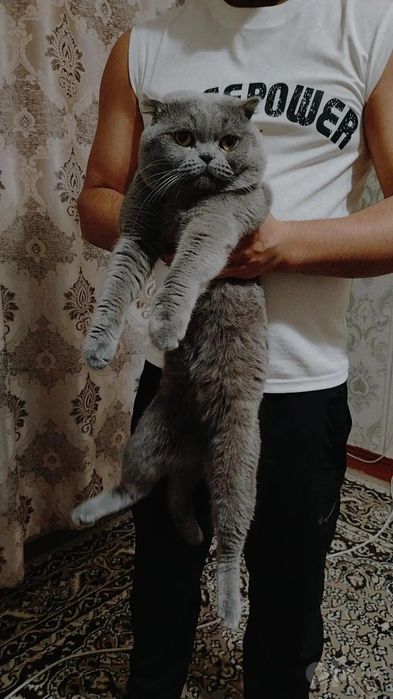 Скотш фулд кот на продажу