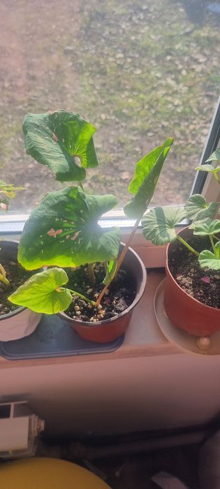 Продам цветы пересаженные удобренные