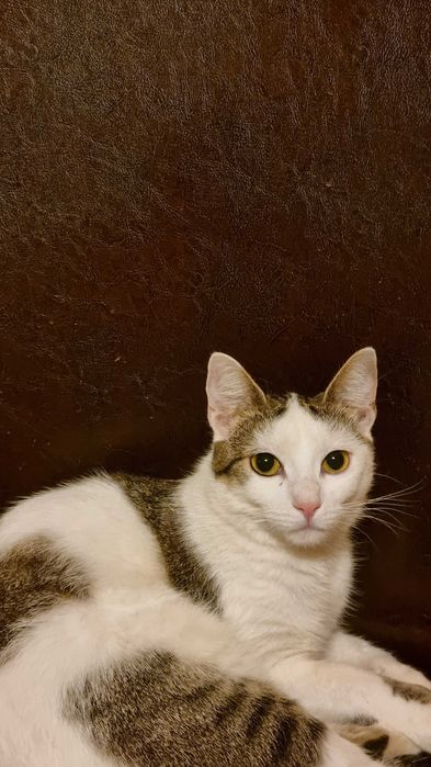 Ollie caută căsuță