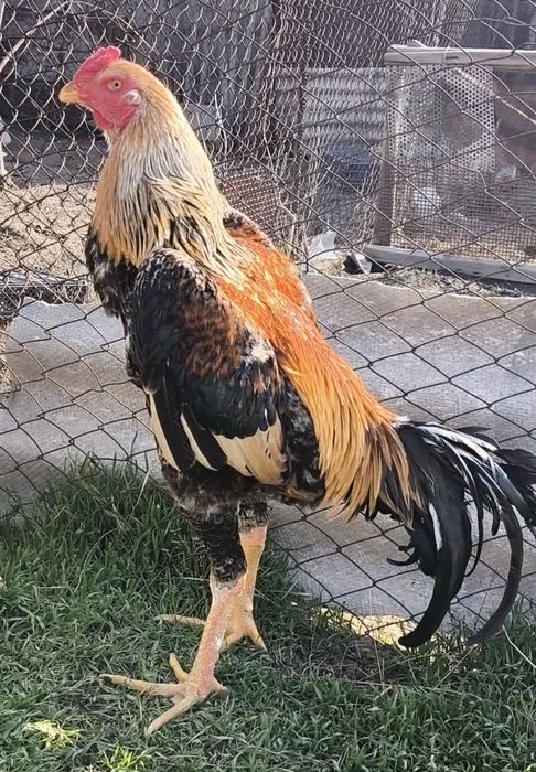 О шамо июньский петушок