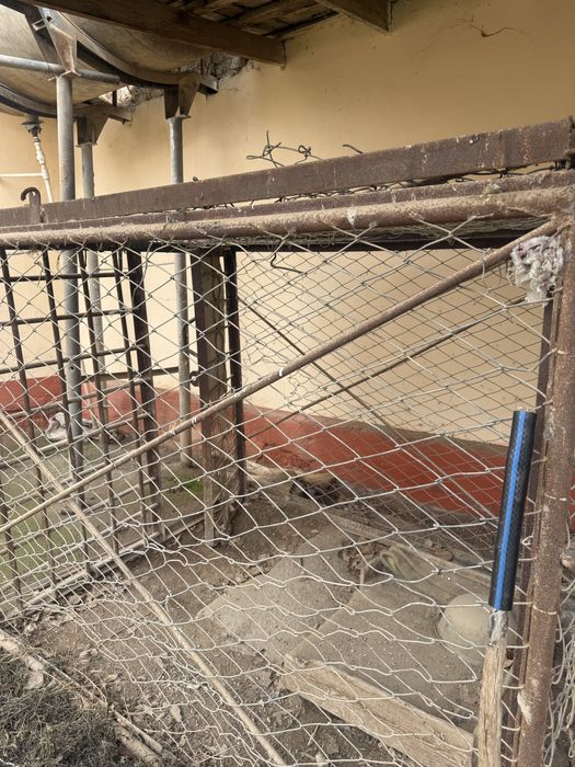 Ит еки товук бокиш учун  катта темир кафас сотилади .