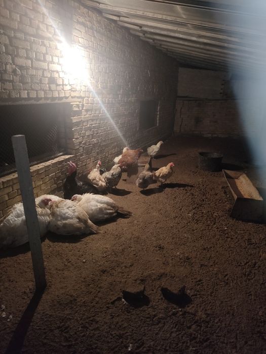 Продавам.кокошки.и.печка