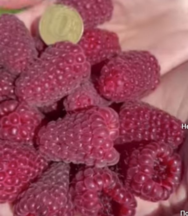 Малина палана нави