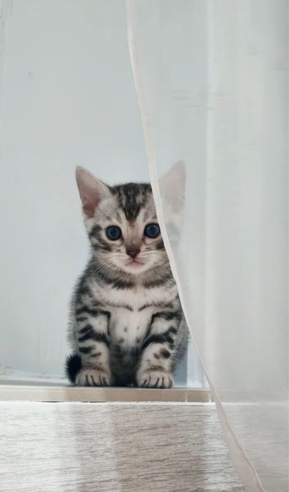 Бронь бенгальских котят