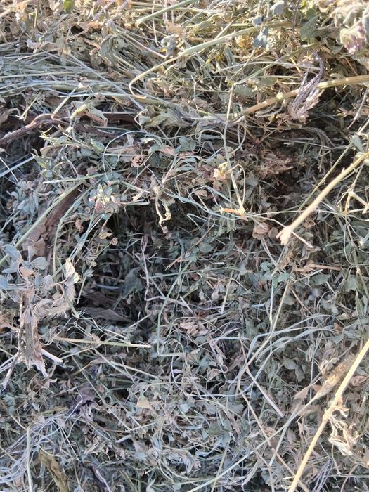 Baloți de lucernă.