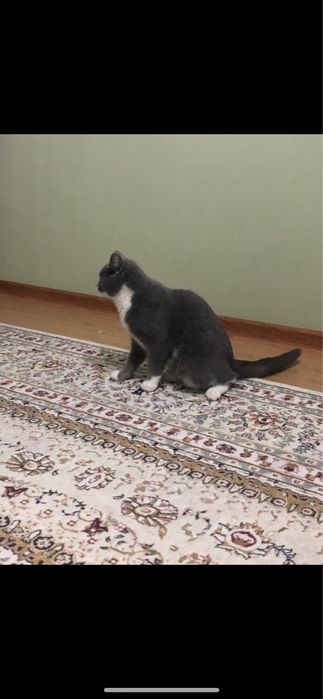 Ищу кошку, вязка, Кот