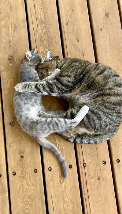 Очень умный котенок 4 мес