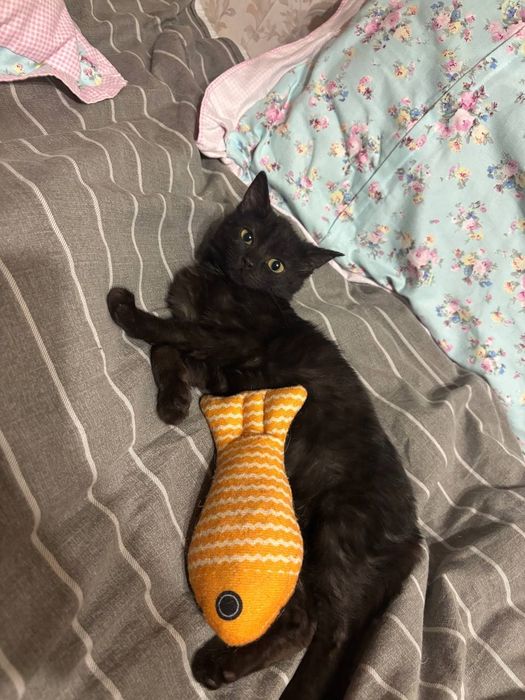 Отдаём котенка в добрые руки