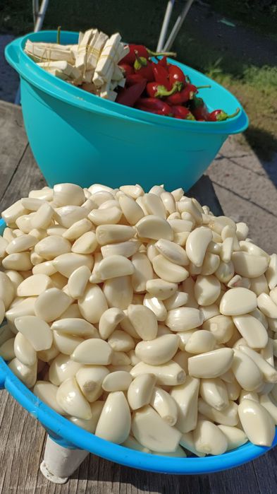 Продаём Кобру домашняя