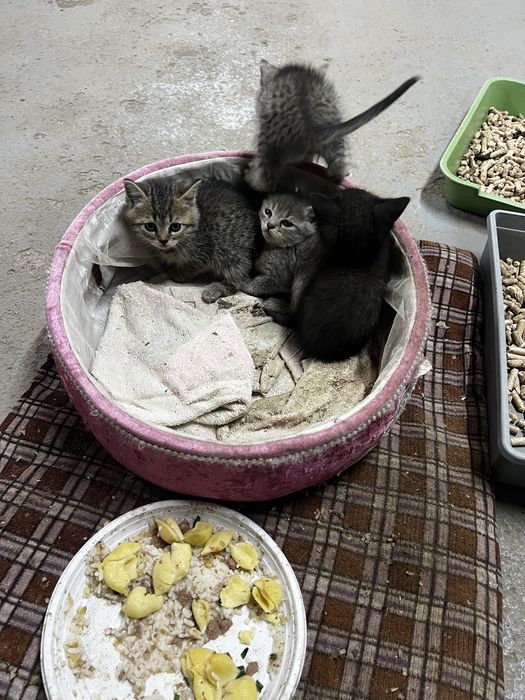 Отдам котят даром.