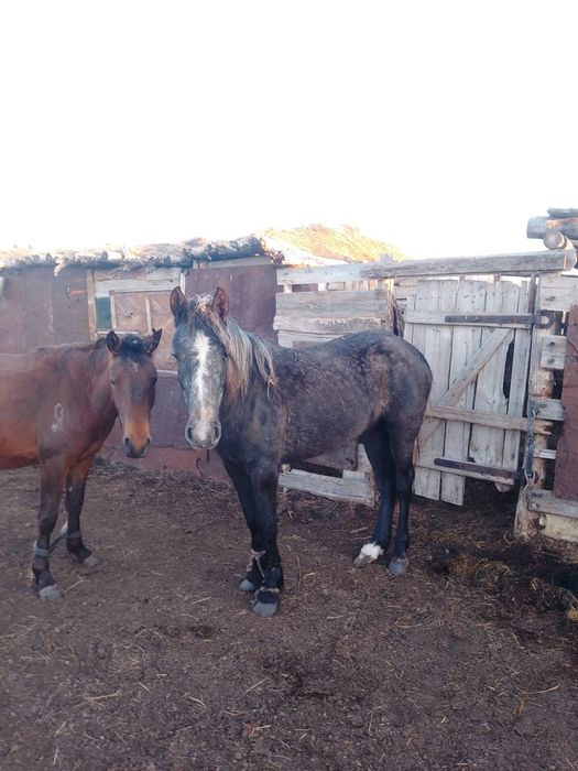 Лошади 3-х годовалые