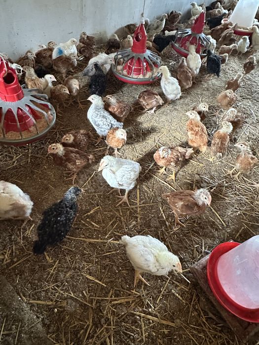 Vând pui de carne, rasă mixtă și pui de curcă!