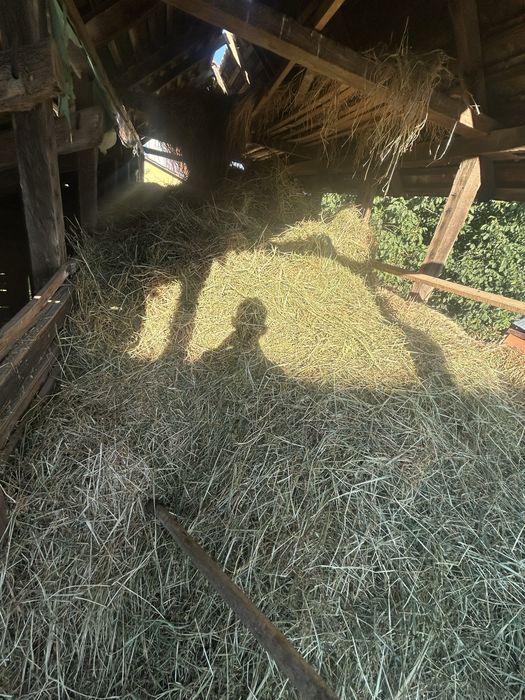 Vand van din vara e facau fanul arata foarte bine