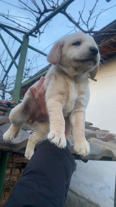 Кученца кохер шпаньол