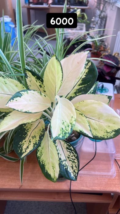 Аглаонема в продаже