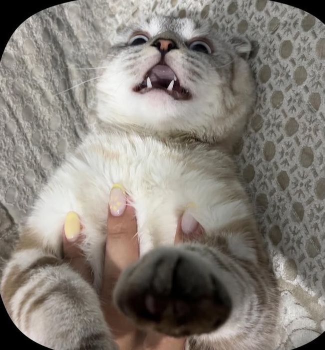 Scottish Fold  шотландиялық вислоухий мысық
