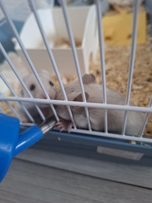 Hamster sirian -pui