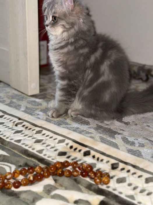 Heyland mushugi sotiladi