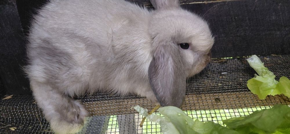 Vând pui berbec pitic