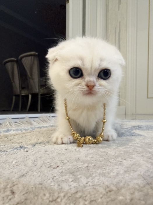 На продаже чистакровная серебристая шиншиллы