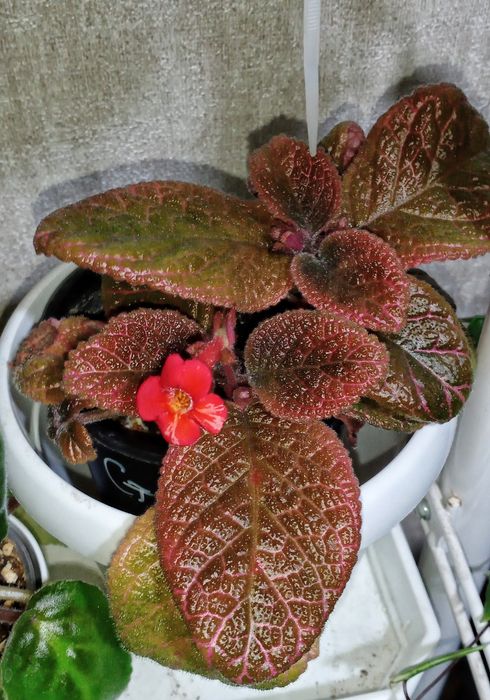 Продам эписции, гинуру вариегатную