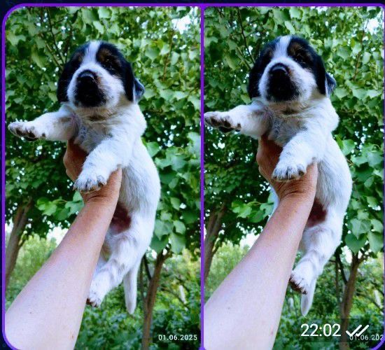 Милые щенки в добрые руки