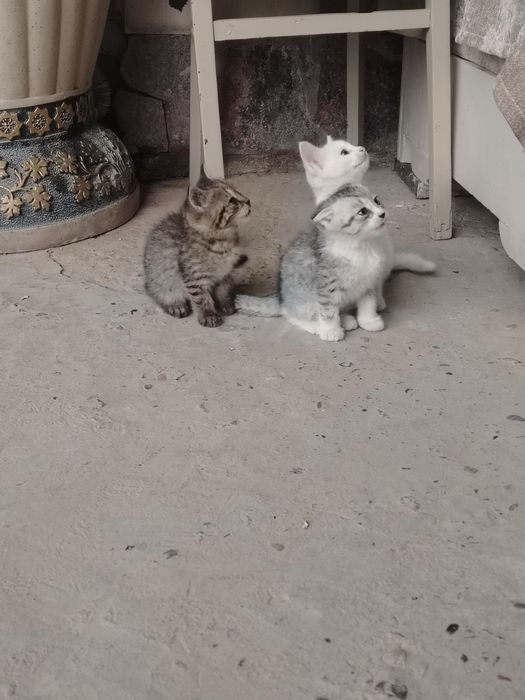 Скотишфолд.