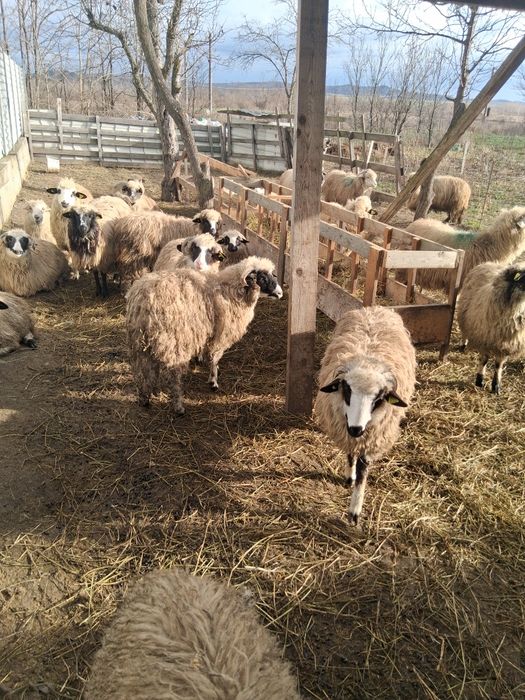 Vând sau schimb 10 miele 10 oi bătrâne și 2 berbecuti