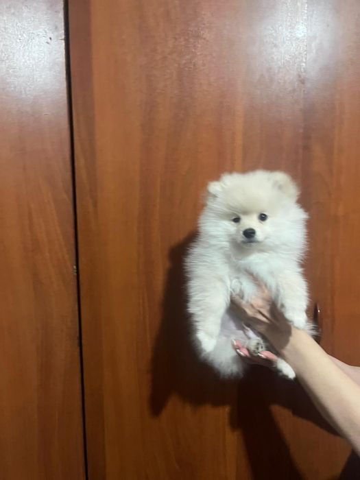 Щенки немецкого щпица