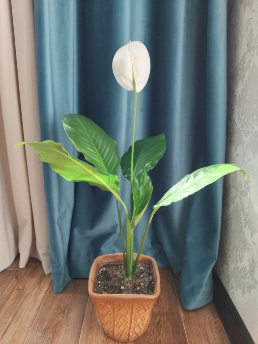 Женская счастья и Денежное дерево