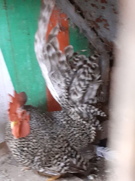 Vând chabo gaini pitice