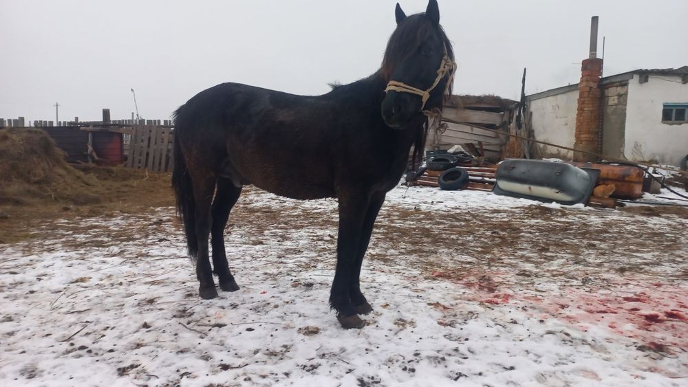 Айғыр. Жеребец. Айғыр