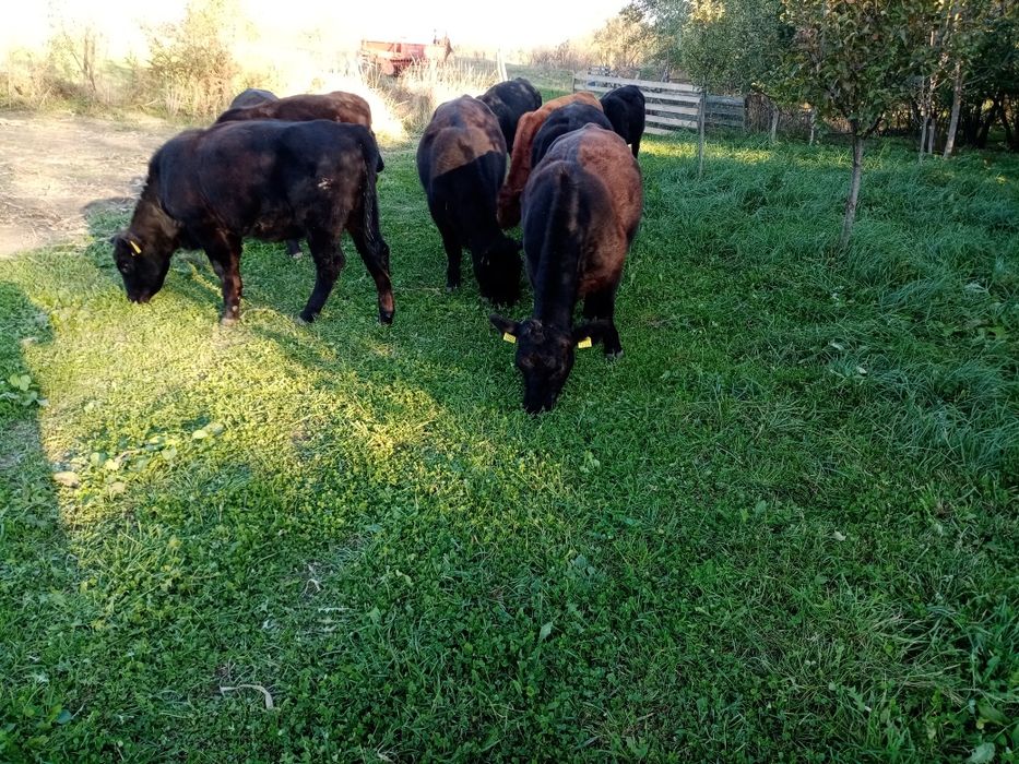 Vând junici angus Suceava • OLX.ro