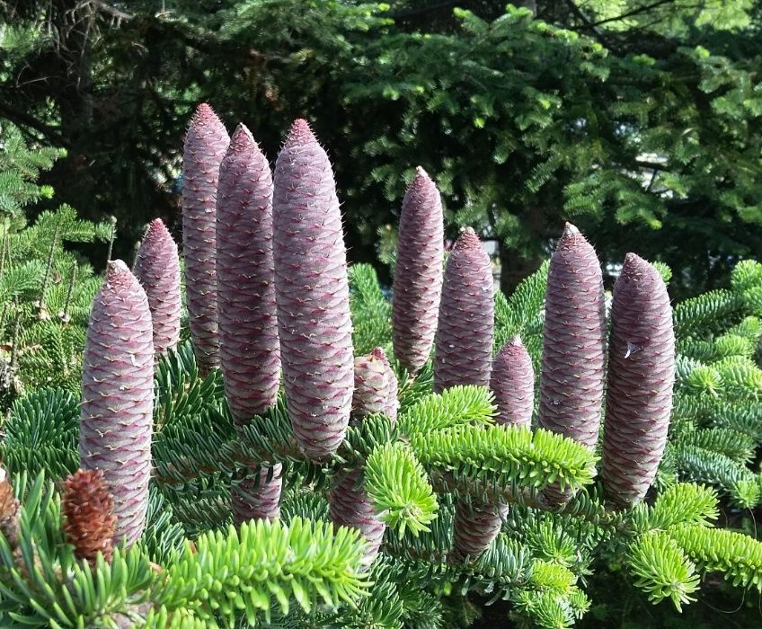 Семена и фиданки. Секвоя Бор Смърч Кедър Ела Тис Кипарис Туя Араукария