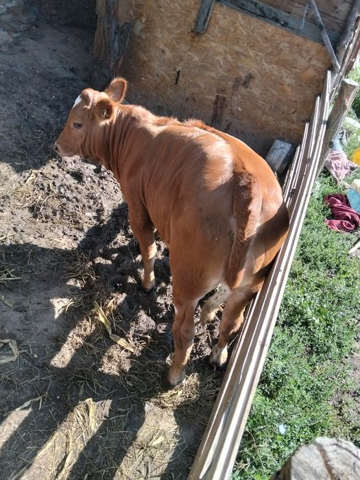 Vând vițelușă de 3 luni jumate