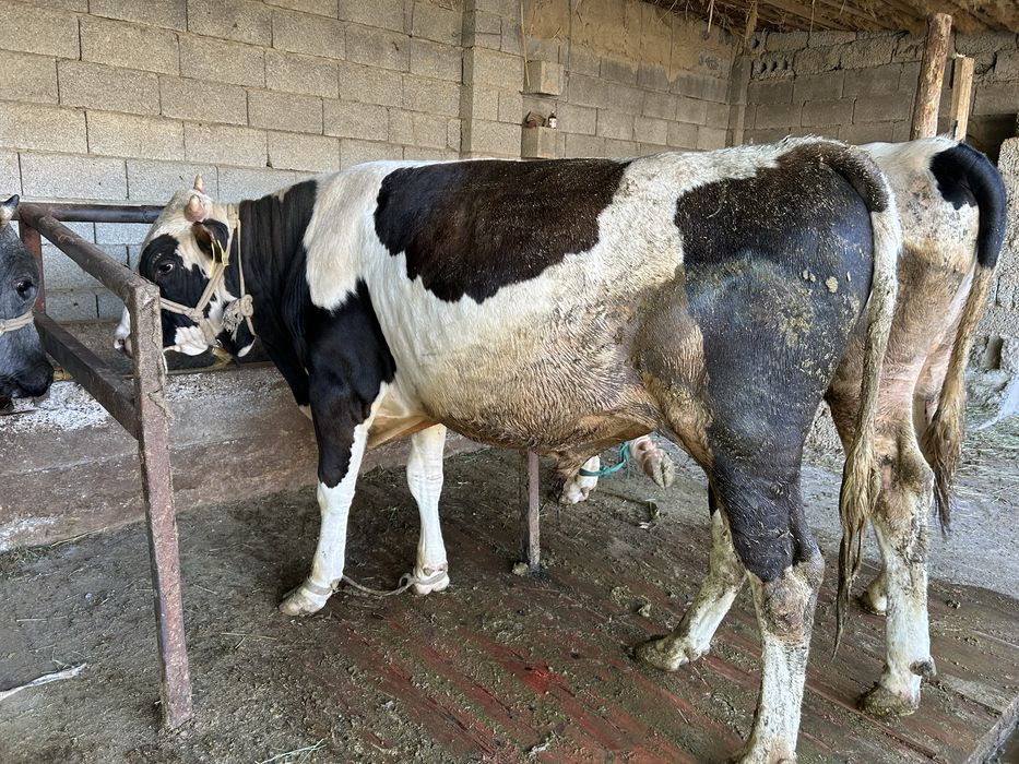 5 бас Семіз бұқалар бар