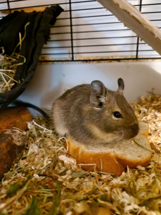 Veveriță degu adultă