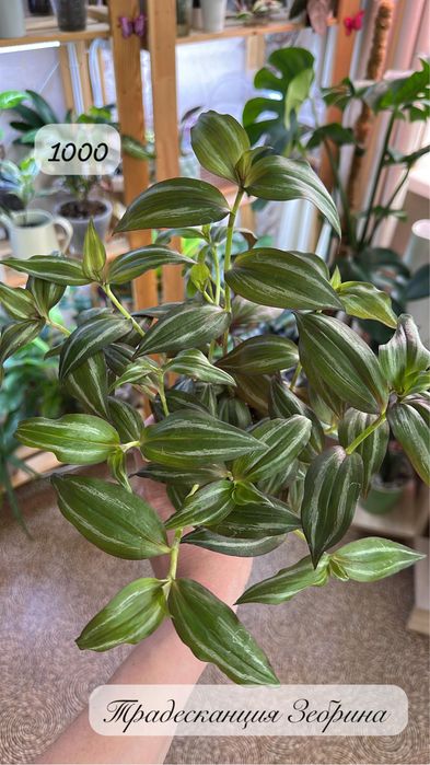 Комнатные растения