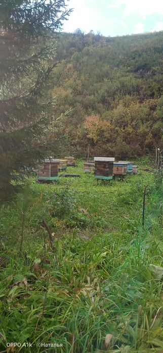 Мёд разнотравие, очень вкусный, 3500 за литр.