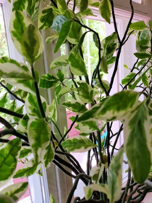 Комнатные растения