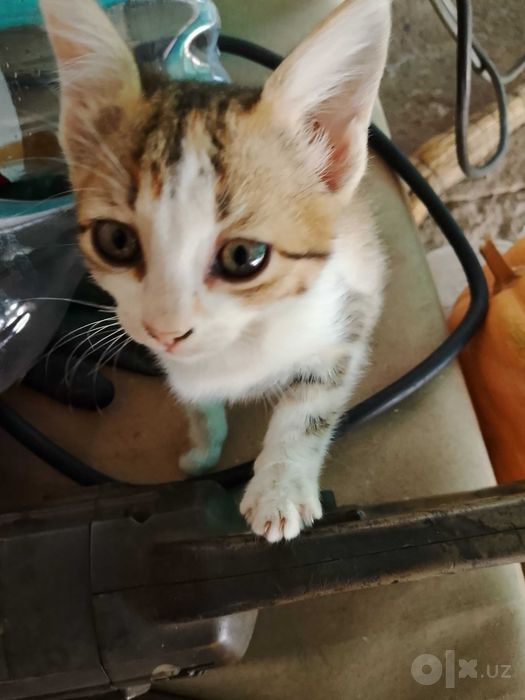 Отдам в добрые руки котят