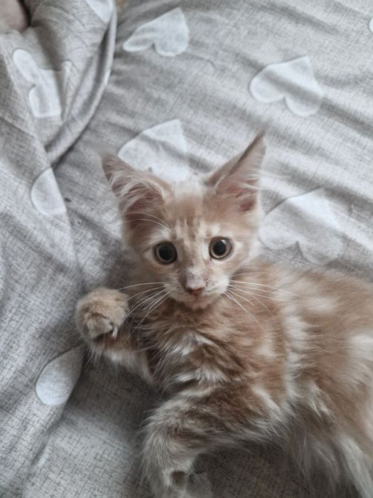 Продам котят Мейн Кун
