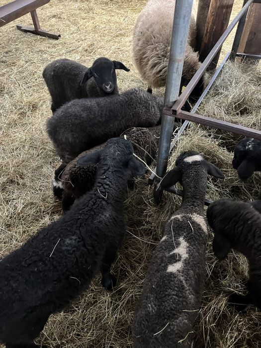 Miei de carne din gemeni