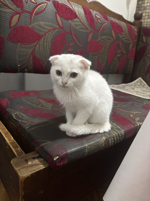 Белая кошка        .
