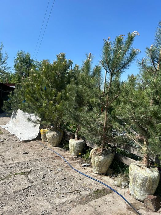 Сосна крымская 2,7-3метр