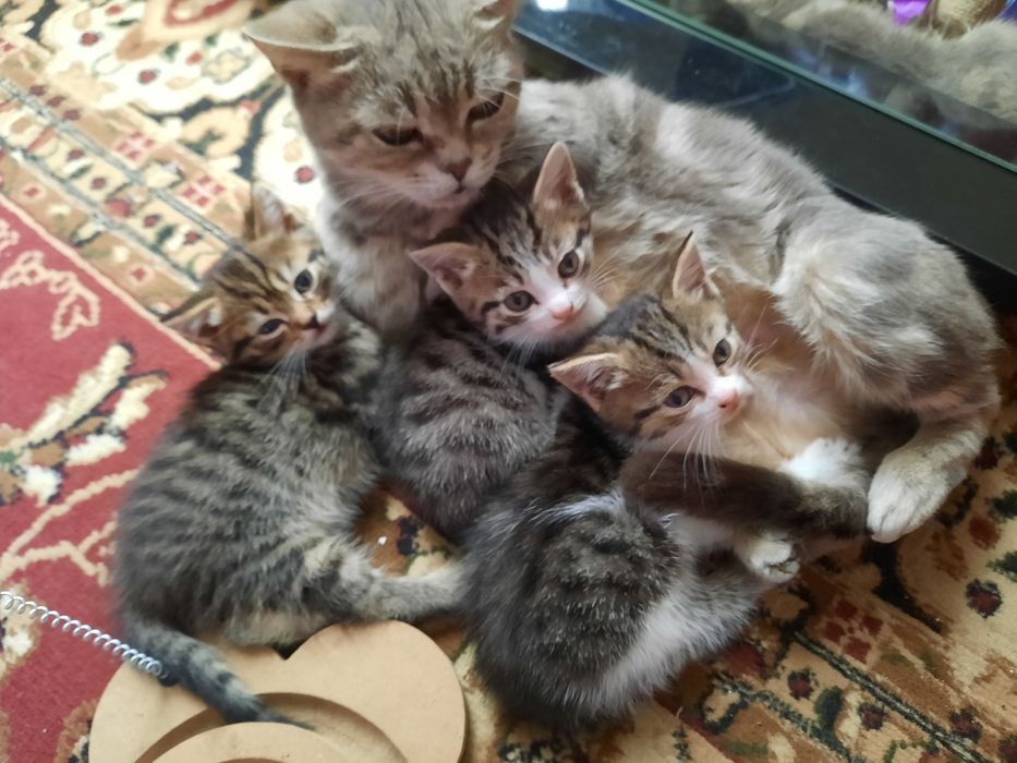 Котята мальчики и девочка