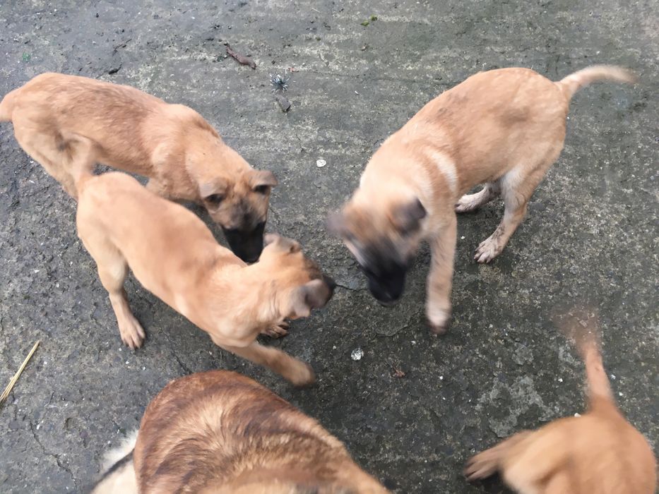 Donez cateluse Ciobanesc Belgian