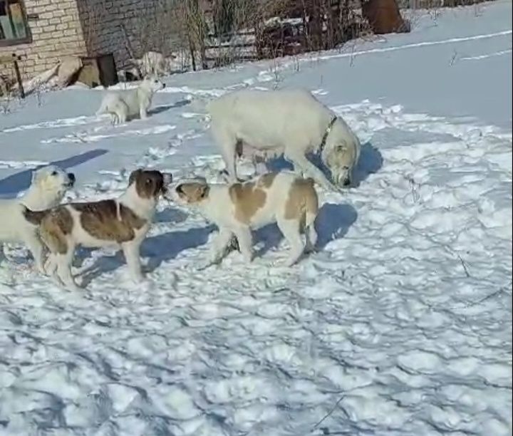 Предлагаются щенки САО