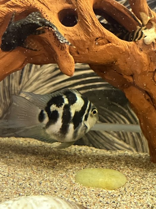 Панорамный аквариум «под ключ».