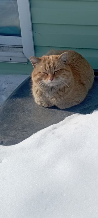 Отдам кота в хорошие руки